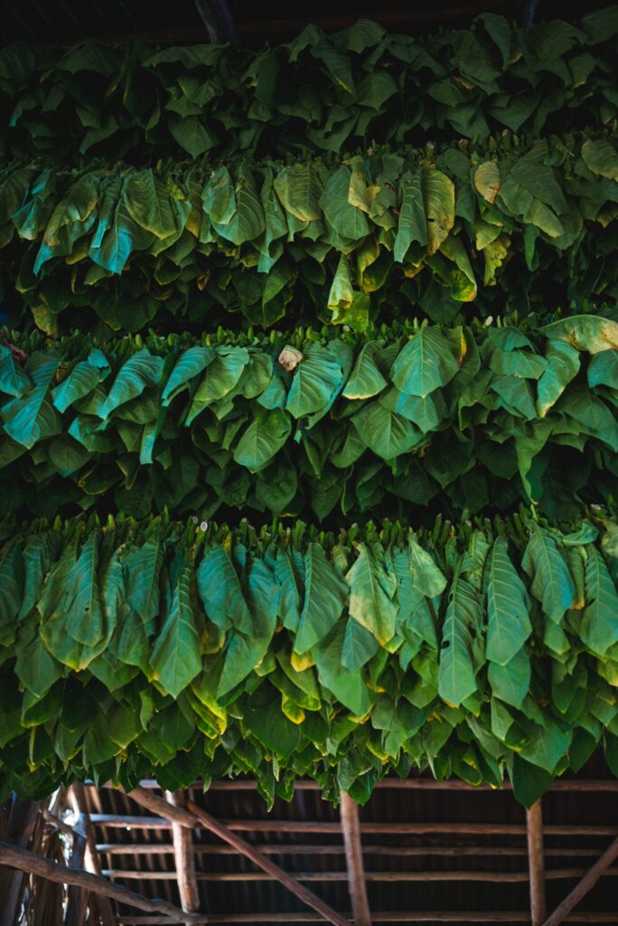 Feuilles de tabac avant séchage