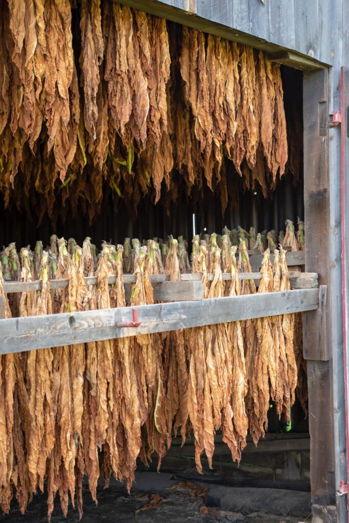 Feuilles de tabac en cours de séchage